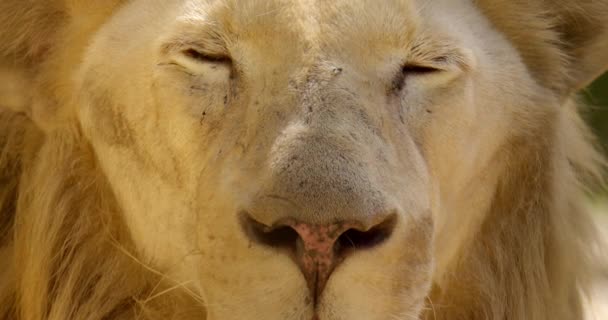 Närbild Ett Lejon Med Trötta Blickar Ett Zoo — Stockvideo