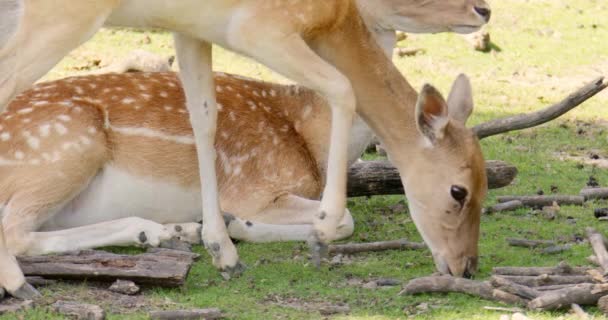 这个视频传达了一种惊奇感 让观众能够欣赏这些鹿群在其自然栖息地中的优雅优雅 — 图库视频影像
