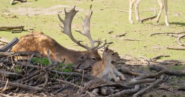 镜头巧妙地刻画了这一幕 突出了鹿群的和平存在以及鹿群父母与小鹿之间的亲密关系 — 图库视频影像