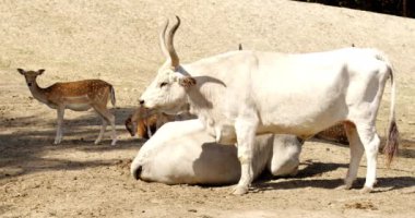 Video, doğal dünyada bir yer paylaşan bu beklenmedik yoldaşların huzur ve büyüleyici cazibesini aktarıyor.