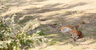 Bu iç açıcı görüntü, İran Fallow Geyiği 'nin huzur içinde dinlendiği güzel bir sahneyi çekiyor..
