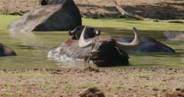 Bu sakin görüntü, sakin bir su yolunun serinletici kucaklamasında dinlenen vahşi bir bufalonun huzurlu anını yakalar..