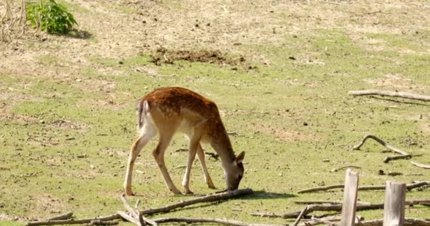 Este Entrañable Metraje Captura Cervatillo Persa Fallow Deer Mientras Embarca — Vídeos de Stock