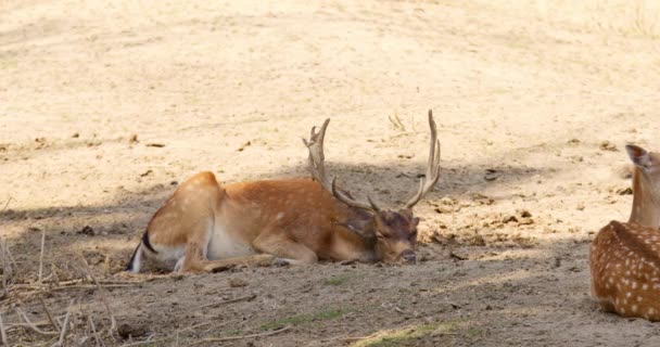 この暖かい映像はペルシャの堕落した鹿が平和的に一緒に休むように美しい場面を捉えます — ストック動画
