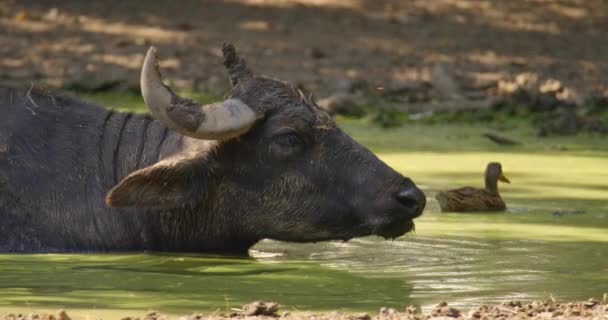 Esta Filmagem Tranquila Captura Momento Sereno Búfalo Selvagem Enquanto Descansa — Vídeo de Stock