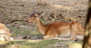 Bu barışçıl görüntü, bir İran Fallow Geyiği 'ni yerde zarifçe dinlenirken görüntülüyor. Yiyeceklerini kasten çiğniyor.