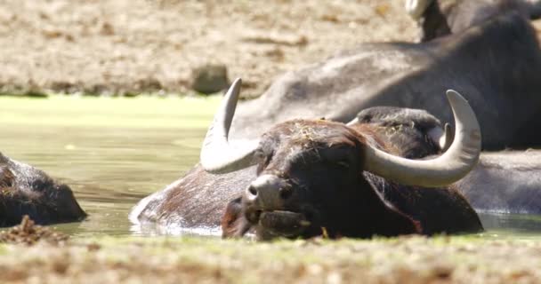 Tranquil Footage Captures Serene Moment Wild Buffalo Rests Cooling Embrace — Stock Video