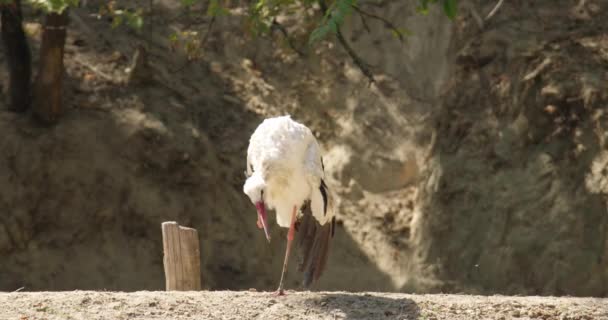 Este Encantador Metraje Captura Una Cigüeña Blanca Mientras Deleita Poco — Vídeos de Stock