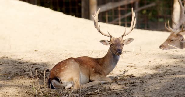 Denna Fängslande Film Har Persisk Fallow Deer Med Imponerande Horn — Stockvideo