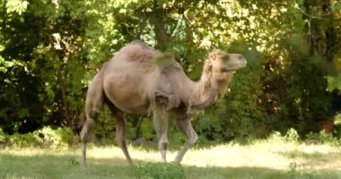 Hayvanat bahçesinde çimlerin üzerinde yeşil yaprakların arasında dolaşır.