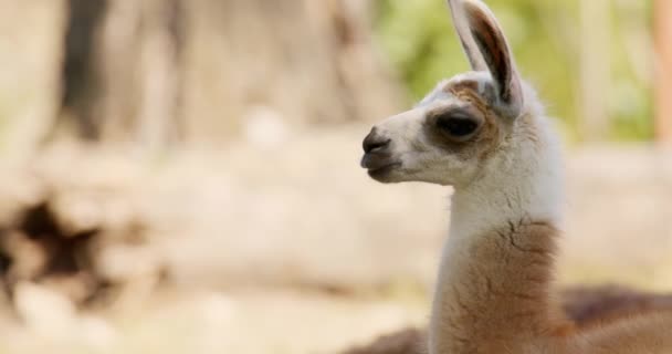 Footage Showcases Graceful Side View Llama Stands Poise Elegance Its — Stock Video