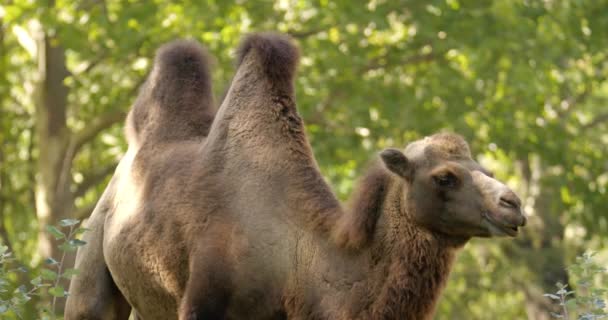 Primo Piano Colpo Gobbe Cammello Mentre Pascolano Cammello Nello Zoo — Video Stock