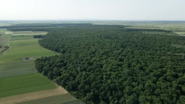 Schweben Sie Mai Über Der Lebendigen Leinwand Grüner Laubwälder Üppiges — Stockvideo