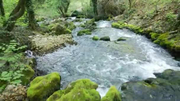 Experimenta Belleza Naturaleza Con Este Cautivador Metraje Mostrando Tranquilo Arroyo — Vídeos de Stock