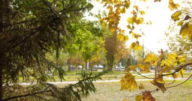 Yaprak döken sarı ve kuru bir ağacın yanında yeşil çam ağaçları.