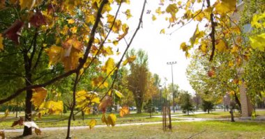 Sarı ve kuru yapraklar bulutlu bir sonbahar gününde parktaki bir dalda sallanıyordu.