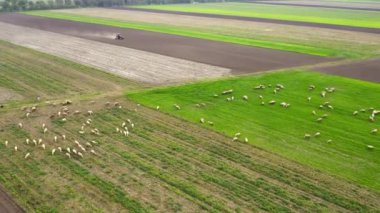 Otlayan koyun sürüsüyle otlağın güzel hava görüntüleri