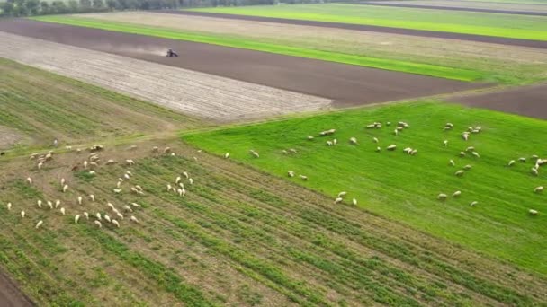 羊の放牧の群れが付いている牧草の美しい空中映像 — ストック動画