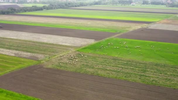 空中看到羊群在牧场上吃草 而牧羊人和狗看守着它们 — 图库视频影像