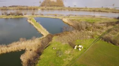 Bir kanalın yanındaki balık havuzunun havadan görünüşü ve ilkbaharda taşan tarlalar, otlakta yürüyen inekler.
