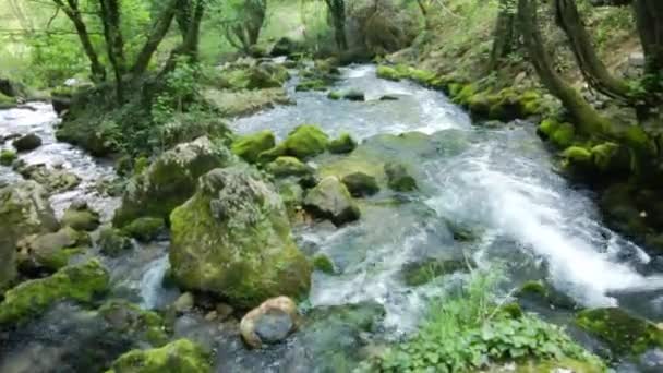 一条宁静的水流流过树林 小瀑布落在布满青苔的岩石上 — 图库视频影像