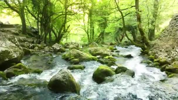Ruisseau Eau Serein Qui Coule Travers Les Bois Petite Cascade — Video