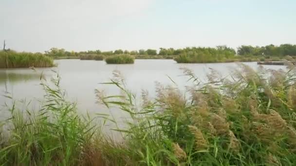 Reeds Balançando Vento Crescendo Costa Lago Outono Sérvia — Vídeo de Stock