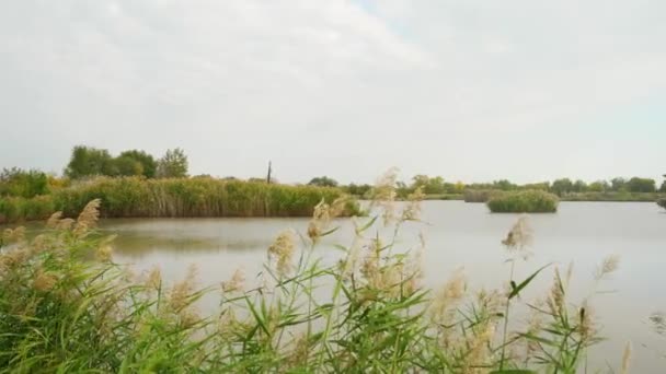 Reeds Balançando Vento Crescendo Costa Lago Outono Sérvia — Vídeo de Stock