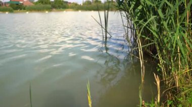 Gölün kıyısındaki sazlığı yakın çekim ve güneşli bir günde rüzgarda dalgalanan su.