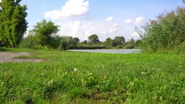 Bela Grama Verde Folhagem Uma Margem Lago Dia Quente Verão — Vídeo de Stock