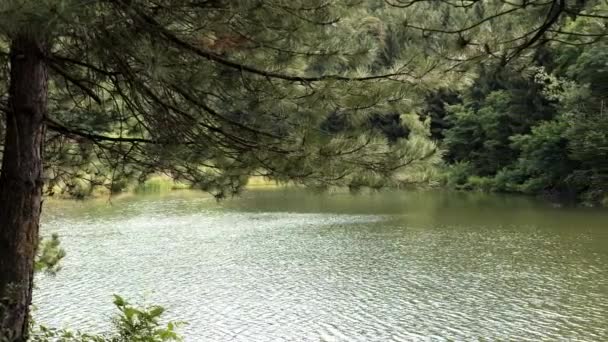 Çam Ağacı Suyun Kenarında Duruyor Arkasında Bir Orman Uzanıyor — Stok video