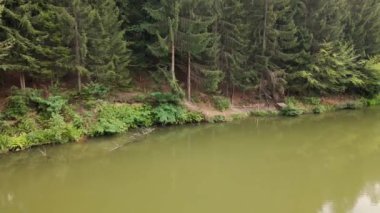 Sırbistan 'ın Radalj kentinde göl kıyısında çam ağaçları