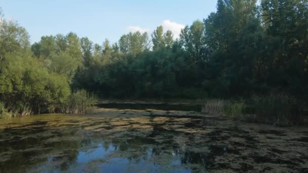 Rybník Obklopený Rákosím Stromy Slunečného Dne Východním Srbsku — Stock video