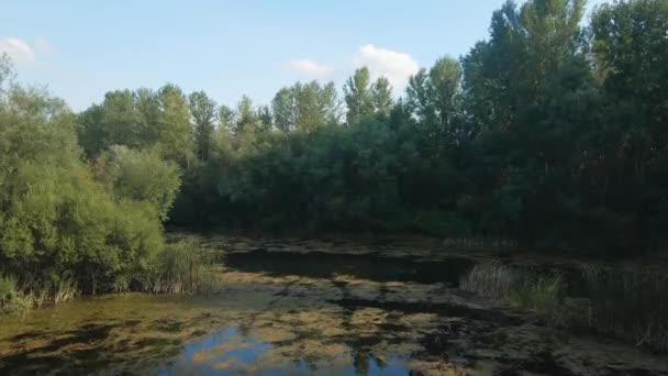 Vuelo Con Drones Sobre Pequeño Lago Bosque Día Soleado — Vídeo de stock