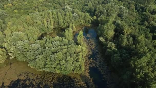 Drone Stiger Upp För Att Fånga Damm Omgiven Skog Solig — Stockvideo
