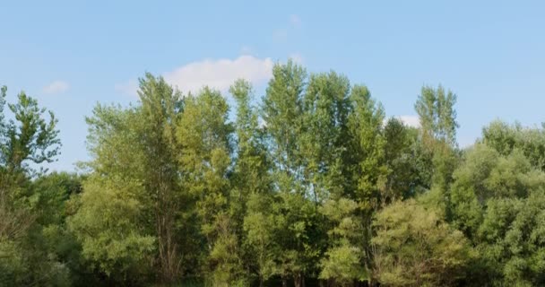 Mavi Gökyüzüne Karşı Ağaçlar Ördek Yosunuyla Kaplı Bir Göle Bakan — Stok video
