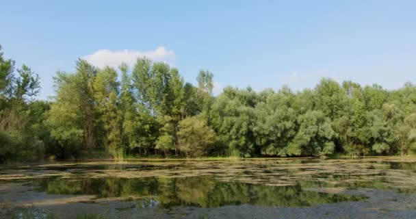 Wide Shot Capture Trees Standing Tranquil Pond Sunny Day — Stock video