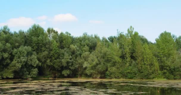 Güneşli Bir Günde Sakin Bir Göletin Arkasında Duran Ağaçları Yakalıyor — Stok video