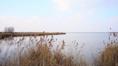Sırbistan 'da baharda mavi bulutlu gökyüzünün altında yavaşça sallanan sazlıkların ilahi görüntüleri
