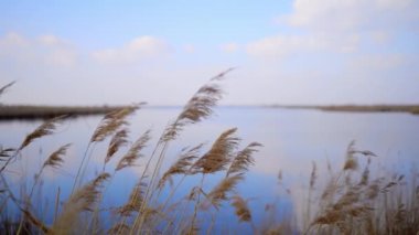 Mavi gökyüzüne karşı bir göl kıyısında rüzgarda sallanan kamışın güzel videosu.