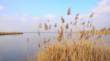 Sazlığın Idyllic görüntüleri Baharda mavi gökyüzüne karşı göl kıyısında yavaşça sallanıyor