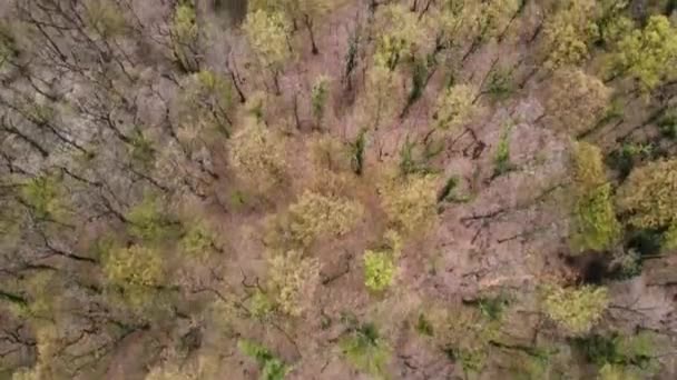 Полет Беспилотника Над Редкими Лесами Лиственными Деревьями — стоковое видео