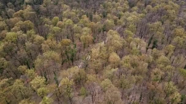Съёмка Воздушных Путей Редких Лесах Сербии — стоковое видео