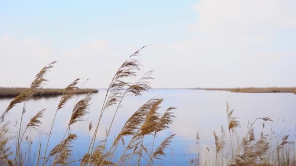 Piękne Nagranie Trzciny Kołyszącej Się Wietrze Brzegu Jeziora Przeciwko Błękitnemu — Wideo stockowe