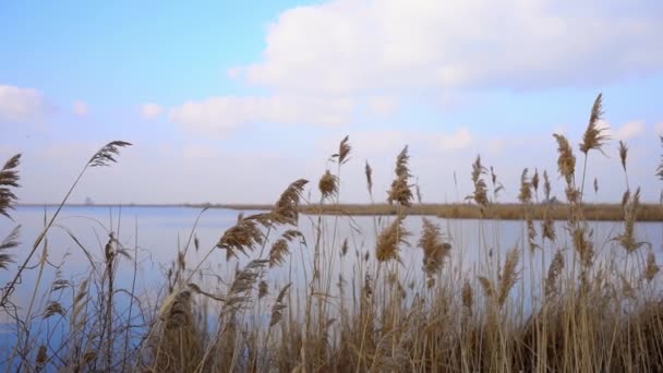 Powolny Film Wideo Trzciny Kołyszącej Się Wietrze Brzegu Jeziora Przeciwko — Wideo stockowe