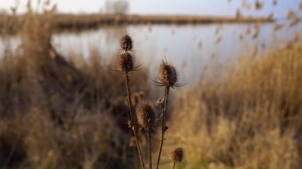 Nahaufnahme Der Distel Ufer Des Sees Serbien Einem Sonnigen Frühlingstag — Stockvideo