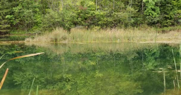 Água Lagoa Fluxo Cercada Por Arbustos Verdes Grama Árvores Zaovine — Vídeo de Stock