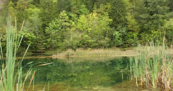 野生の草はセルビアのザイツにある緑の森と池で育ちます — ストック動画