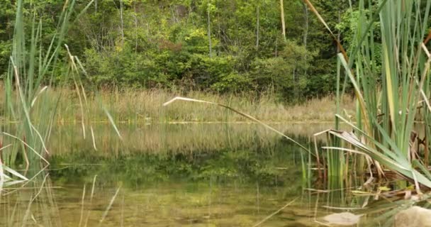 セルビアのザウィンで水が流れている間 リードと草で湖岸に沿って移動 — ストック動画
