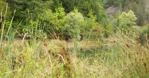 ザウィンの池と森を捕獲する草とリードを通して撮影 — ストック動画